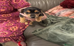 Jack Russell dogs for sale: Miniature Jack Russell pup - Image 12