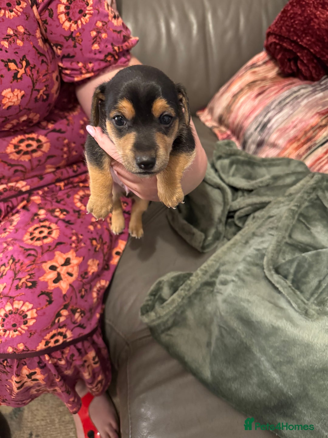 Jack Russell dogs for sale: Miniature Jack Russell pup - Image 12