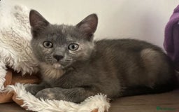 Ragdoll cats for sale: Beautiful Ragdoll ready to leave - Image 6