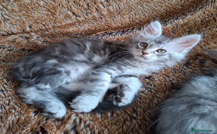 Maine Coon cats - Advert 3