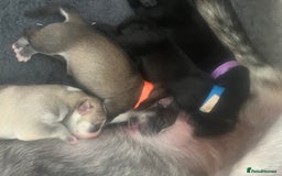 Mixed Breed dogs for sale: Husky/staffi/labrador  - Image 5
