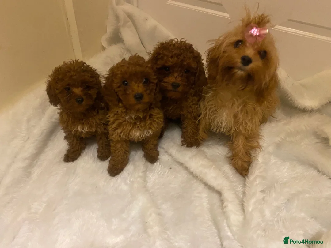 Cavapoo dogs for sale:  **  Cavapoo X Toy Asian Poodle PUPPIES - Advert 1