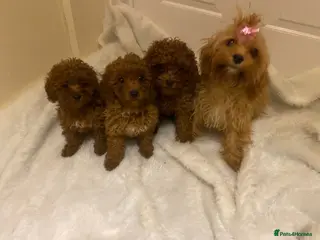 Cavapoo dogs ** Cavapoo X Toy Asian Poodle PUPPIES - Advert 3