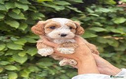Cockapoo dogs for sale: Adorable F1 Cockapoo puppies - Image 5