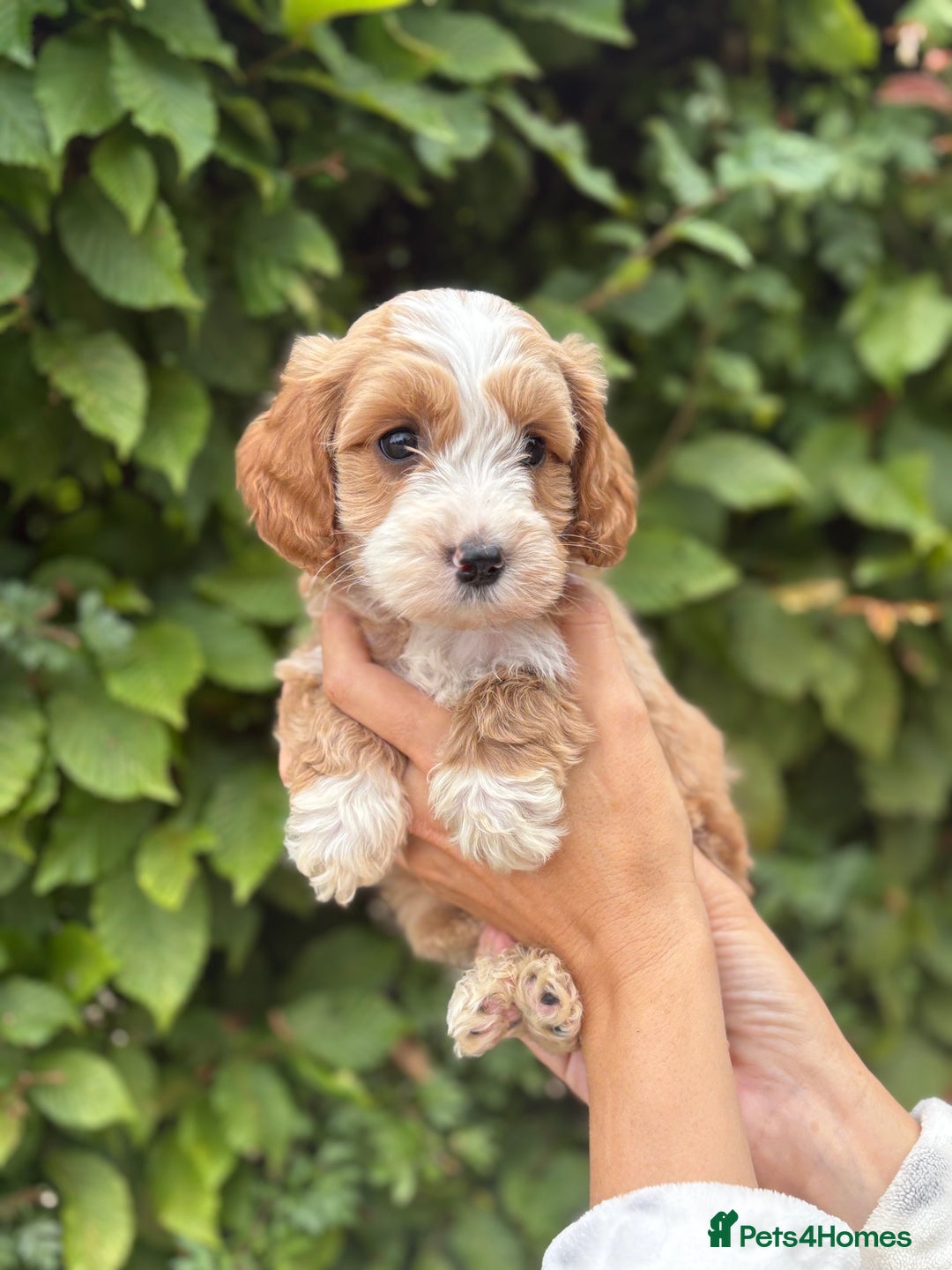Cockapoo dogs for sale: Adorable F1 Cockapoo puppies - Image 5