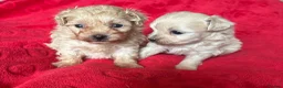 Maltipoo dogs for sale: Beautiful Maltipoos  - Advert 1