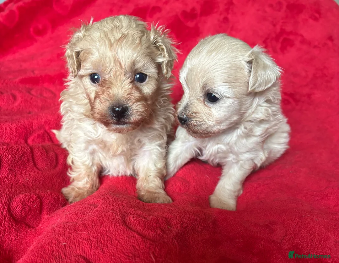Maltipoo dogs for sale: Beautiful Maltipoos  - Advert 1