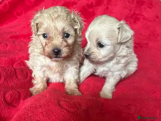 Maltipoo dogs Beautiful Maltipoos - Advert 1
