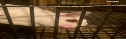 Sugar Glider rodents for sale: Baby sugar gliders ready now  - Advert 3