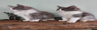 Husky 
