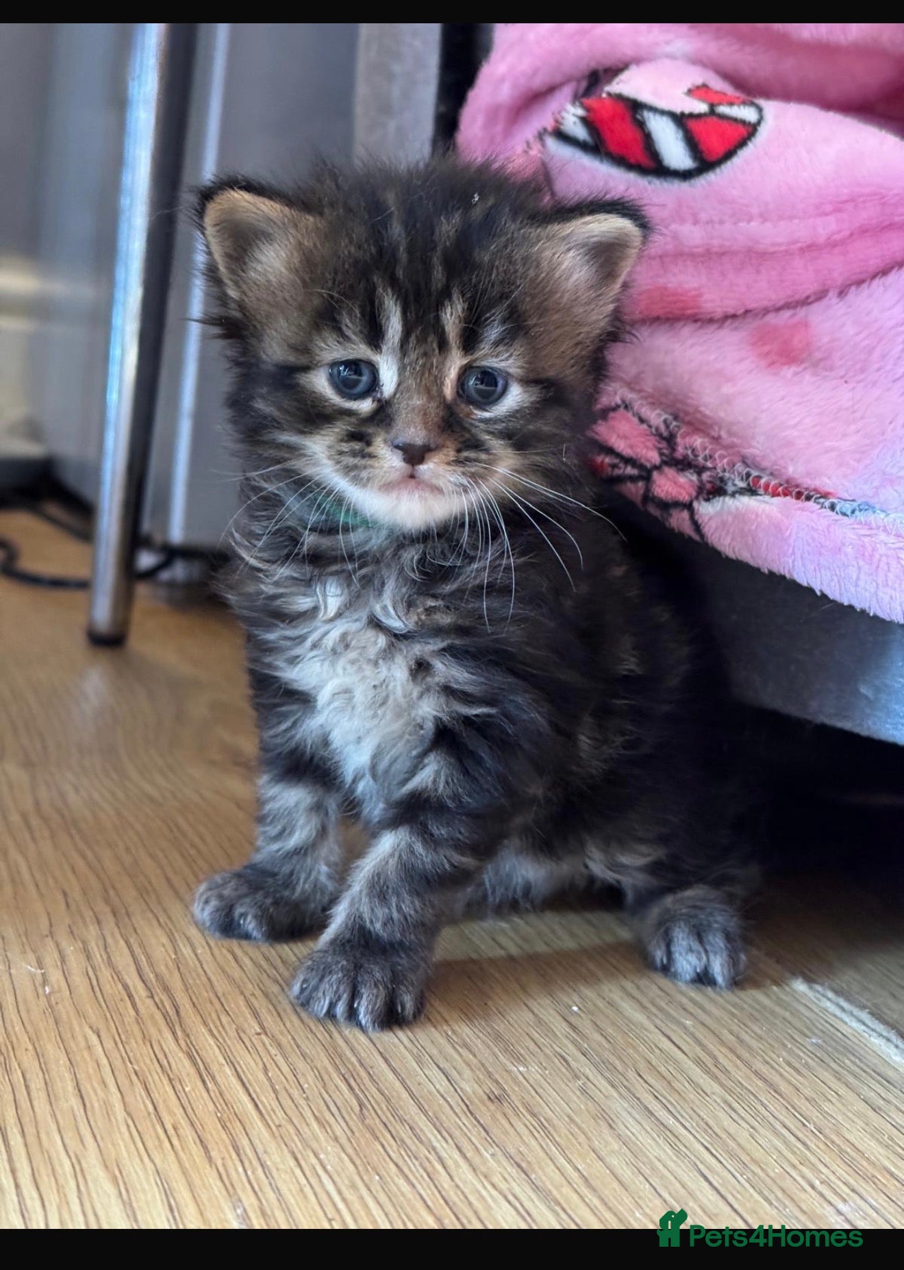 Maine Coon cats Gorgeous full breed Mainecoon kittens ready may 20 - Advert 1