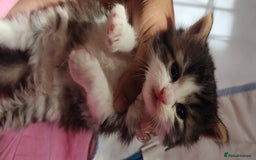 Mixed Breed cats for sale: Ragdoll mixed kittens - Image 12