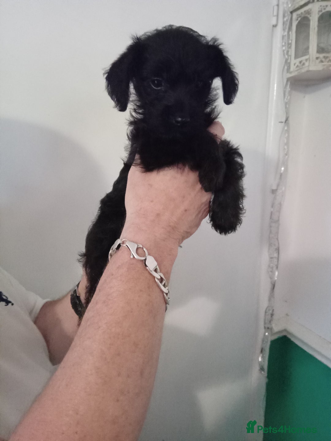 Yorkiepoo dogs for sale: Yorkiepoo puppies  in Wrexham - Image 4