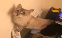 Ragdoll cats for sale: Two Ragdolls. Mom and Son. Ready for new home. - Image 20