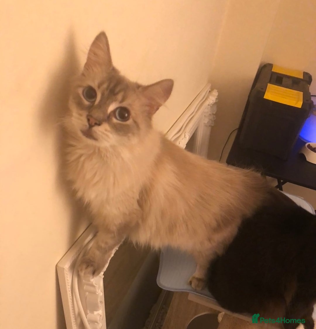 Ragdoll cats for sale: Two Ragdolls. Mom and Son. Ready for new home. - Image 20