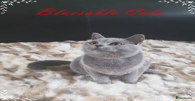 British Shorthair cats in Gainsborough - Advert 6