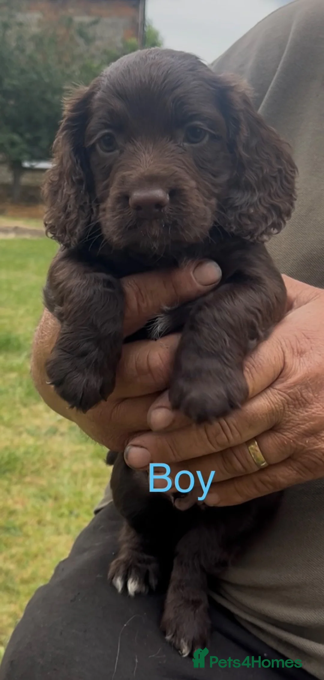 Sprocker dogs for sale: Sprocker boy  - Advert 1