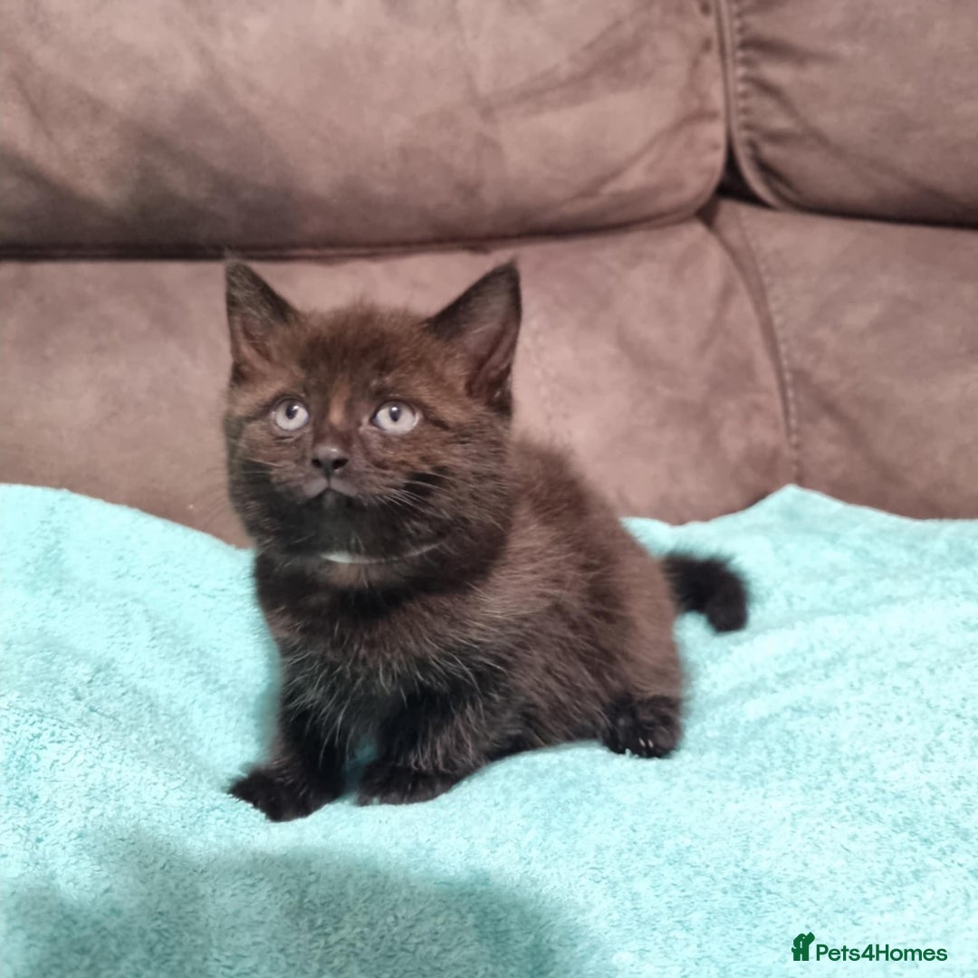 Mixed Breed cats for sale: Beautiful kittens - Image 4