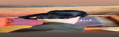 Cockapoo 5