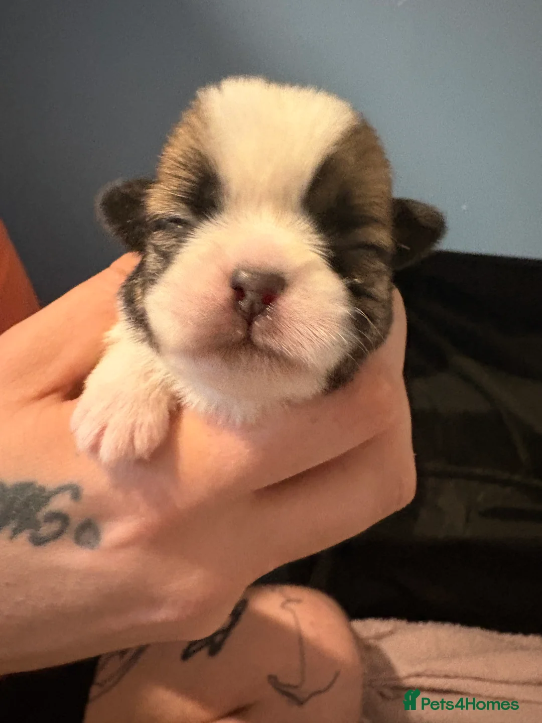 Shih Tzu dogs for sale: 6 beautiful shih-tzu pups  in Newton Stewart - Advert 2