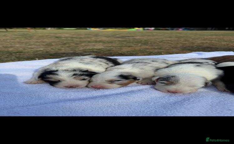 Australian Shepherd dogs - Advert 4