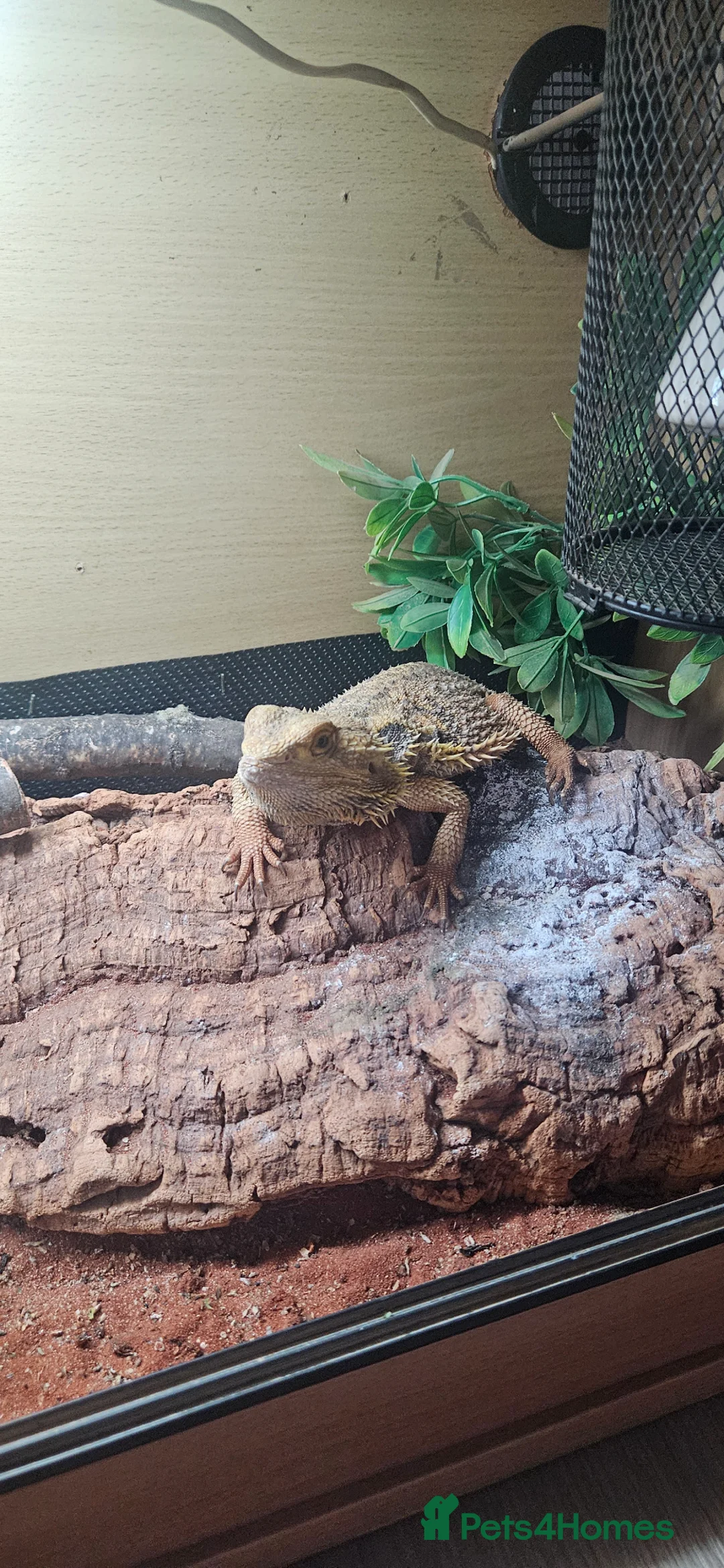 Bearded Dragon reptiles for sale: Male Bearded Dragon and Vivarium  in Hitchin - Advert 2