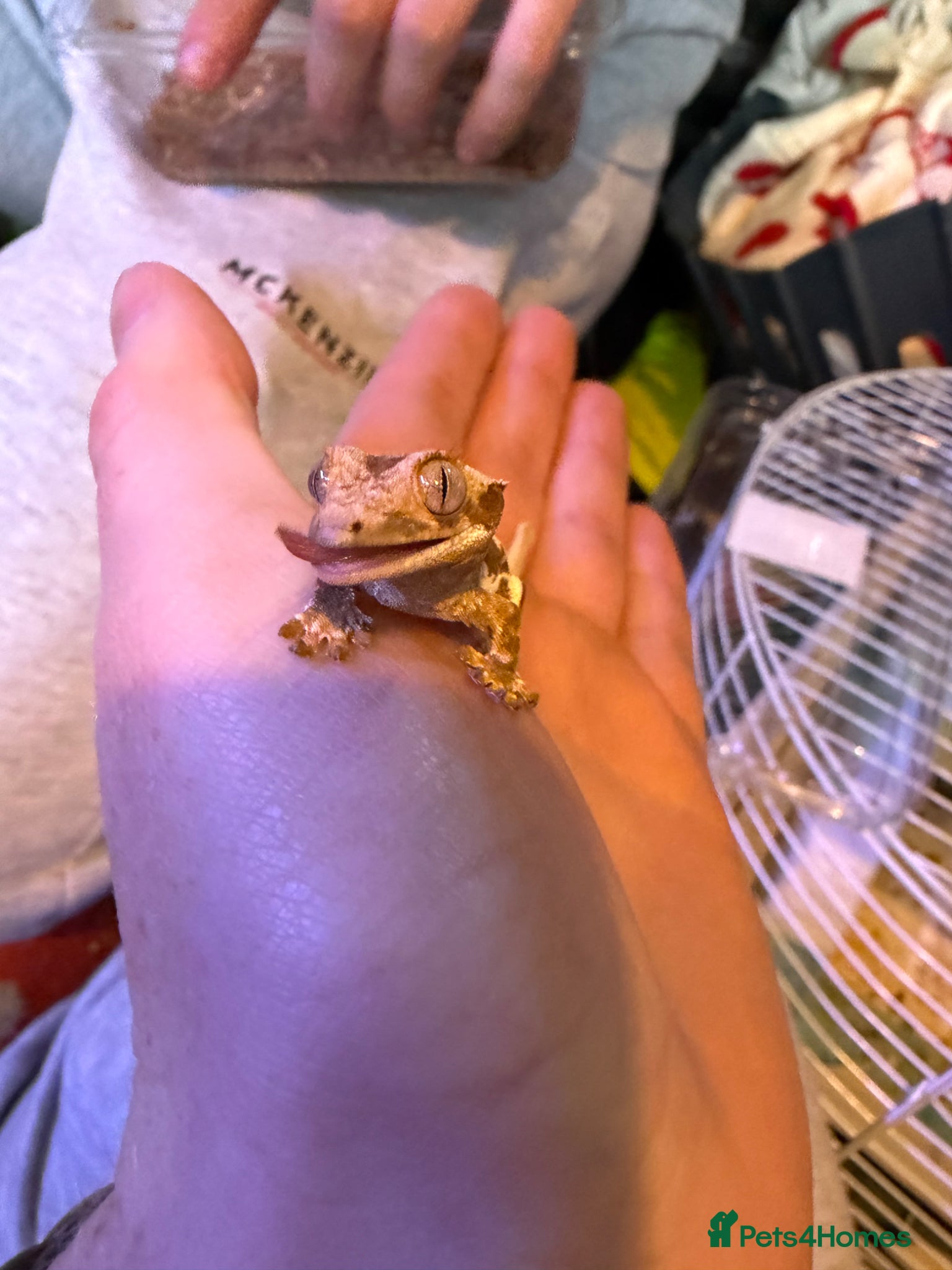 Gecko reptiles Baby crested geko  - Advert 1