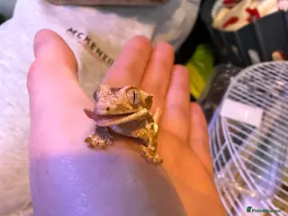 Gecko reptiles Baby crested geko - Advert 1