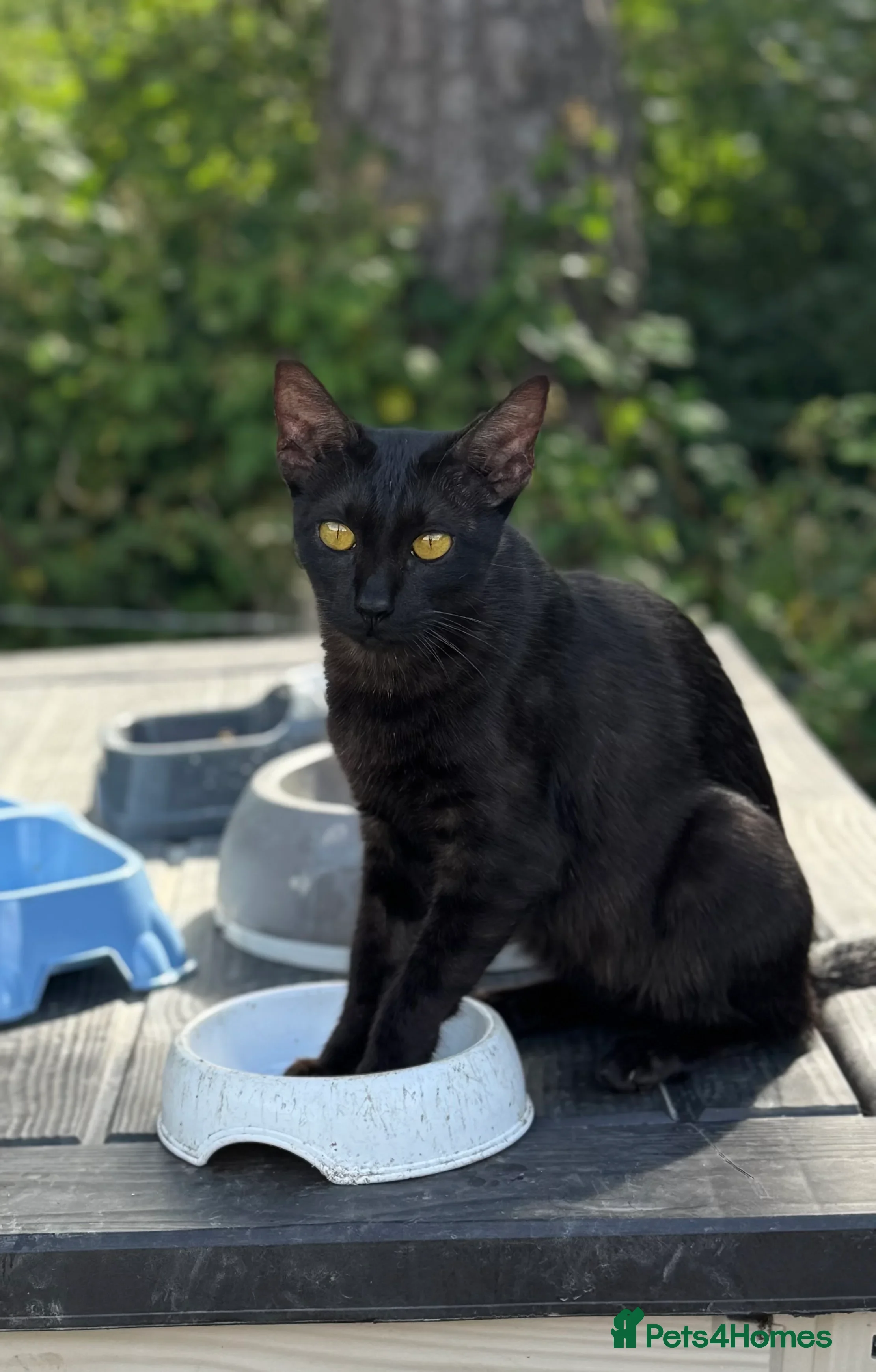 Mixed Breed cats Beautiful 50% Savannah Female  - Advert 5