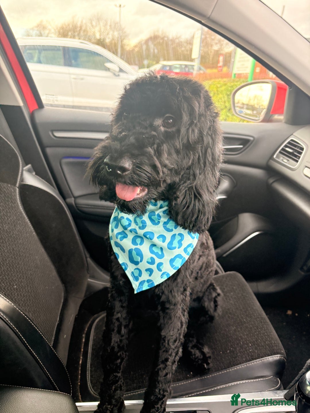 Cockapoo dogs for sale: 2 year old male cockapoo - Advert 4
