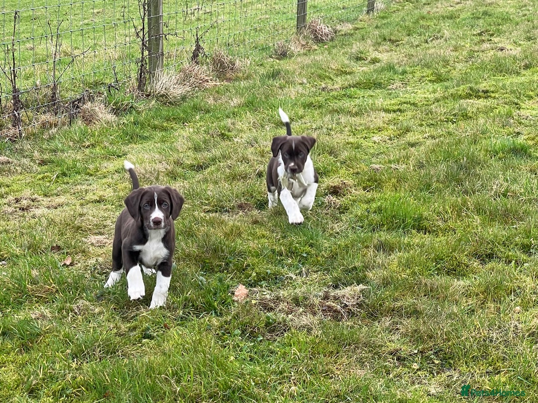 Mixed Breed dogs for sale: Sprollie pups for sale - Advert 21