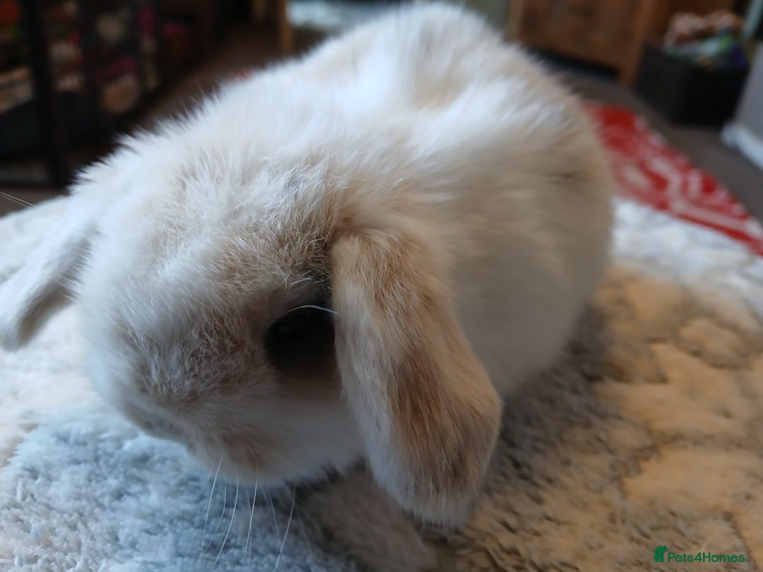 Mini Lop rabbits for sale: Stunning pure bred mini lops RTR - Advert 9