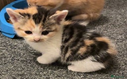 Mixed Breed cats for sale: 5 beautiful kittens 4 boys and 1 girl  - Image 7