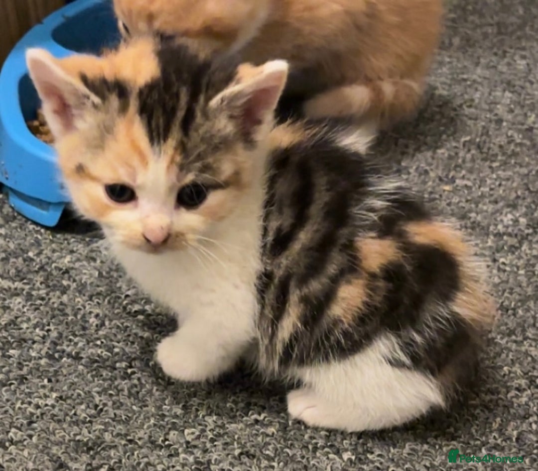 Mixed Breed cats for sale: 5 beautiful kittens 4 boys and 1 girl  - Image 7