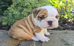 English Bulldog dogs for sale: Stunning English Bulldog Puppies  - Image 9