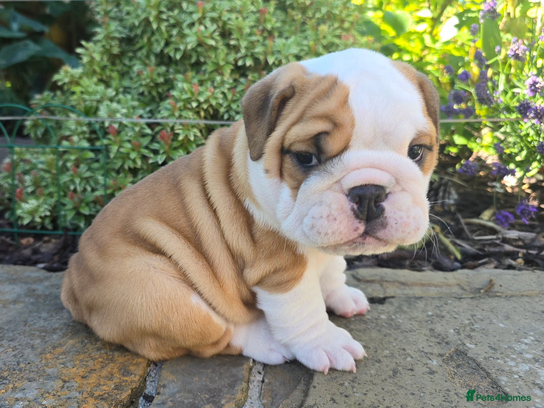 English Bulldog dogs for sale: Stunning English Bulldog Puppies  - Image 9