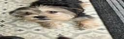 Morkie dogs for sale: Indi.  - Advert 7
