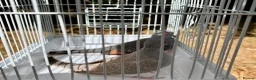 Doves birds for sale: Beautiful diamond doves for sale - Advert 5