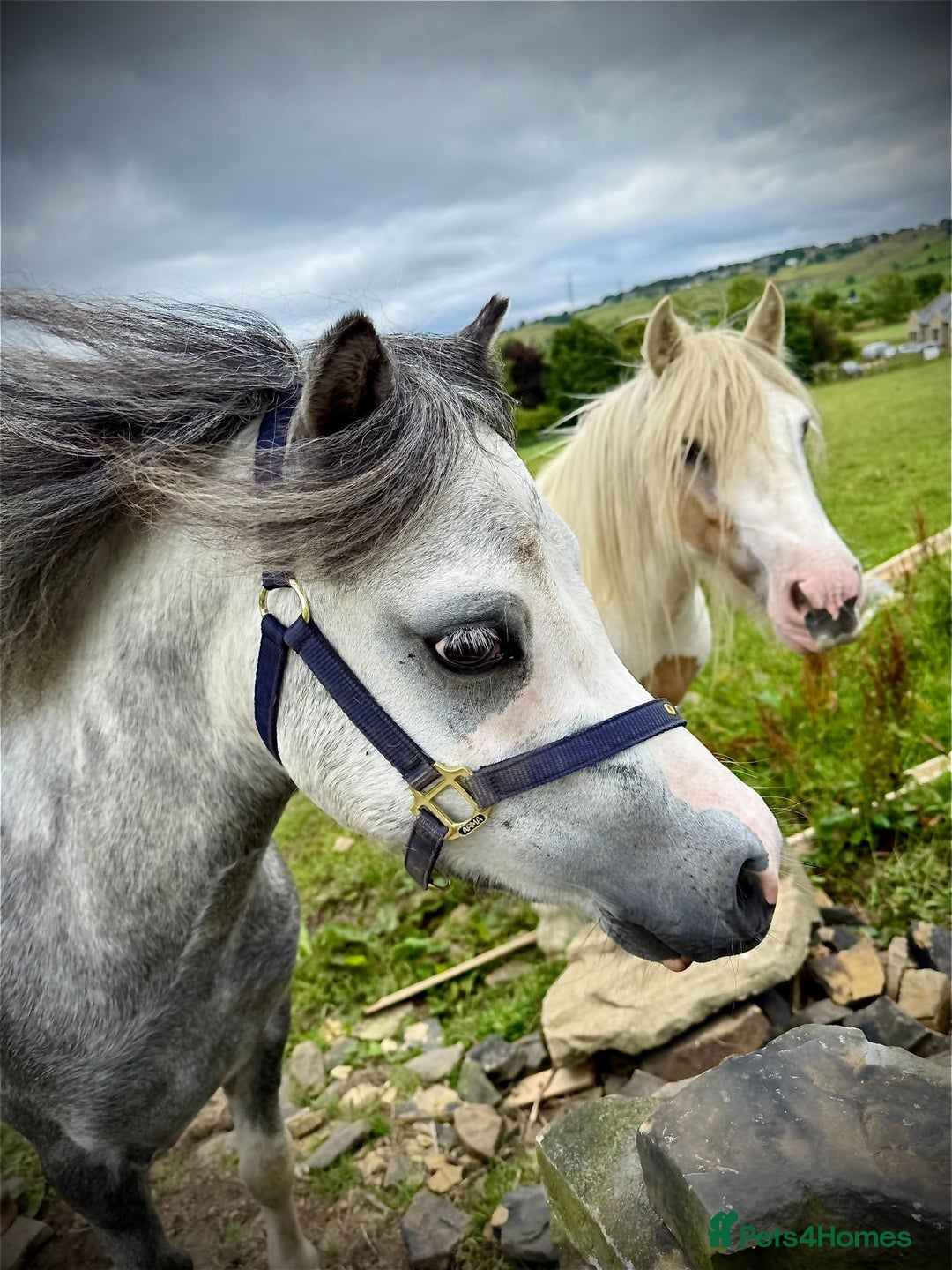 Welsh Section A horses for sale: Welsh section A Pony - Image 5