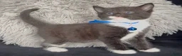 Mixed Breed cats for sale: Beautiful kittens  - Advert 18