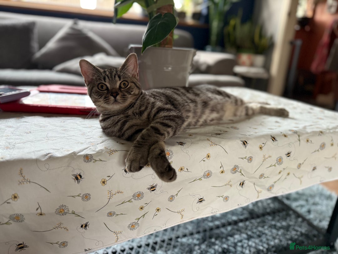 British Shorthair cats for sale: 2 Male British shorthairs. - Image 11