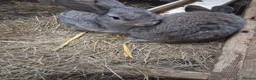 Mixed Breed rabbits for sale: Mixed male and female bunnies  - Advert 9