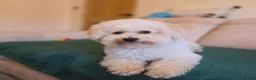 Bichon Frise dogs for sale: Bichon Frise  in Darlington - Advert 12