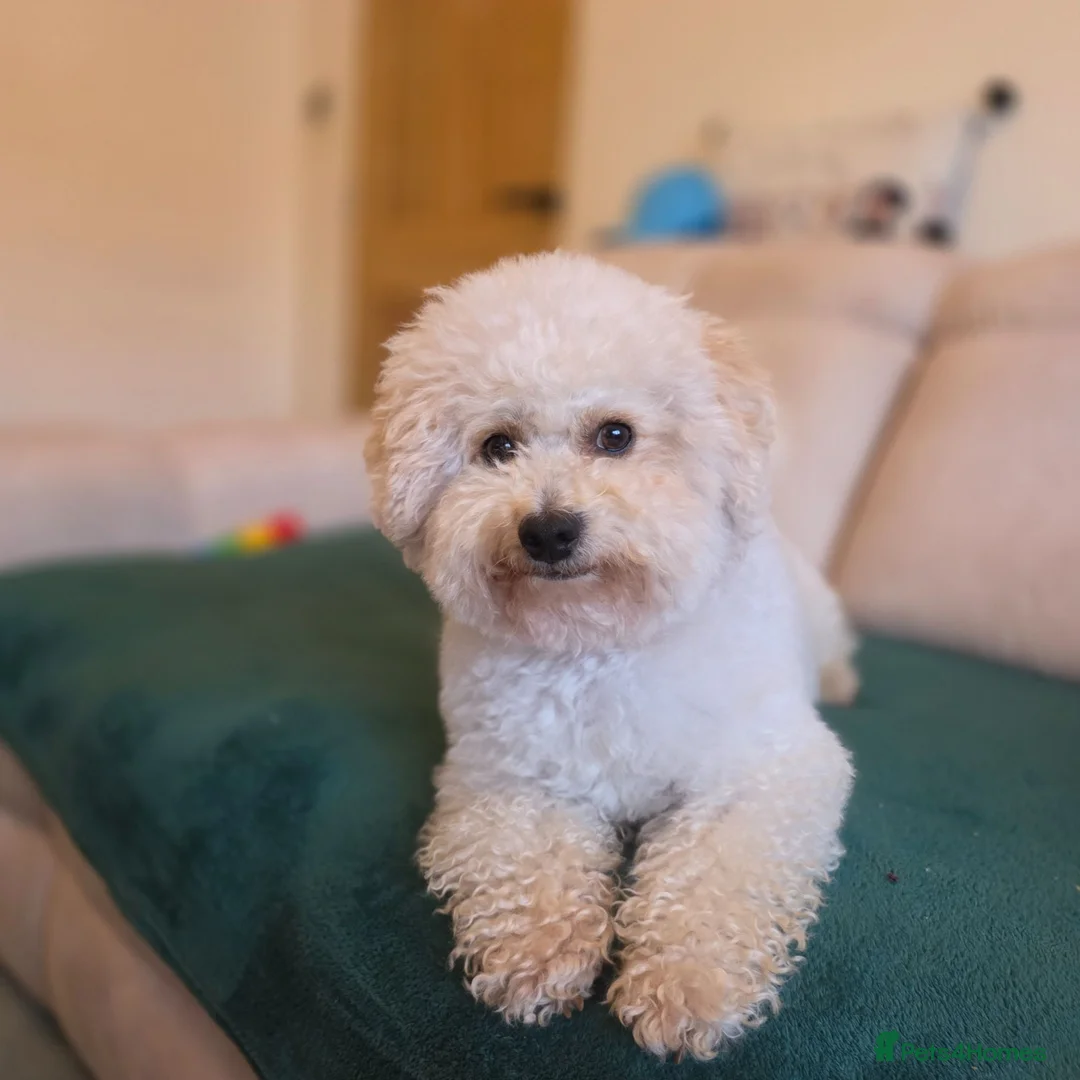 Bichon Frise dogs for sale: Bichon Frise  in Darlington - Advert 12