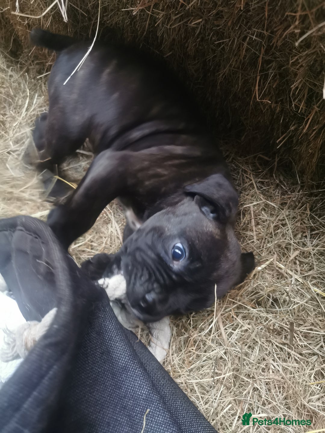 Boxer dogs for sale: Boxer - Image 4