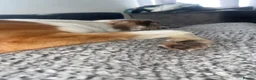 Mixed Breed dogs for sale: Femaile saluki greyhound  in Ferryhill - Advert 2