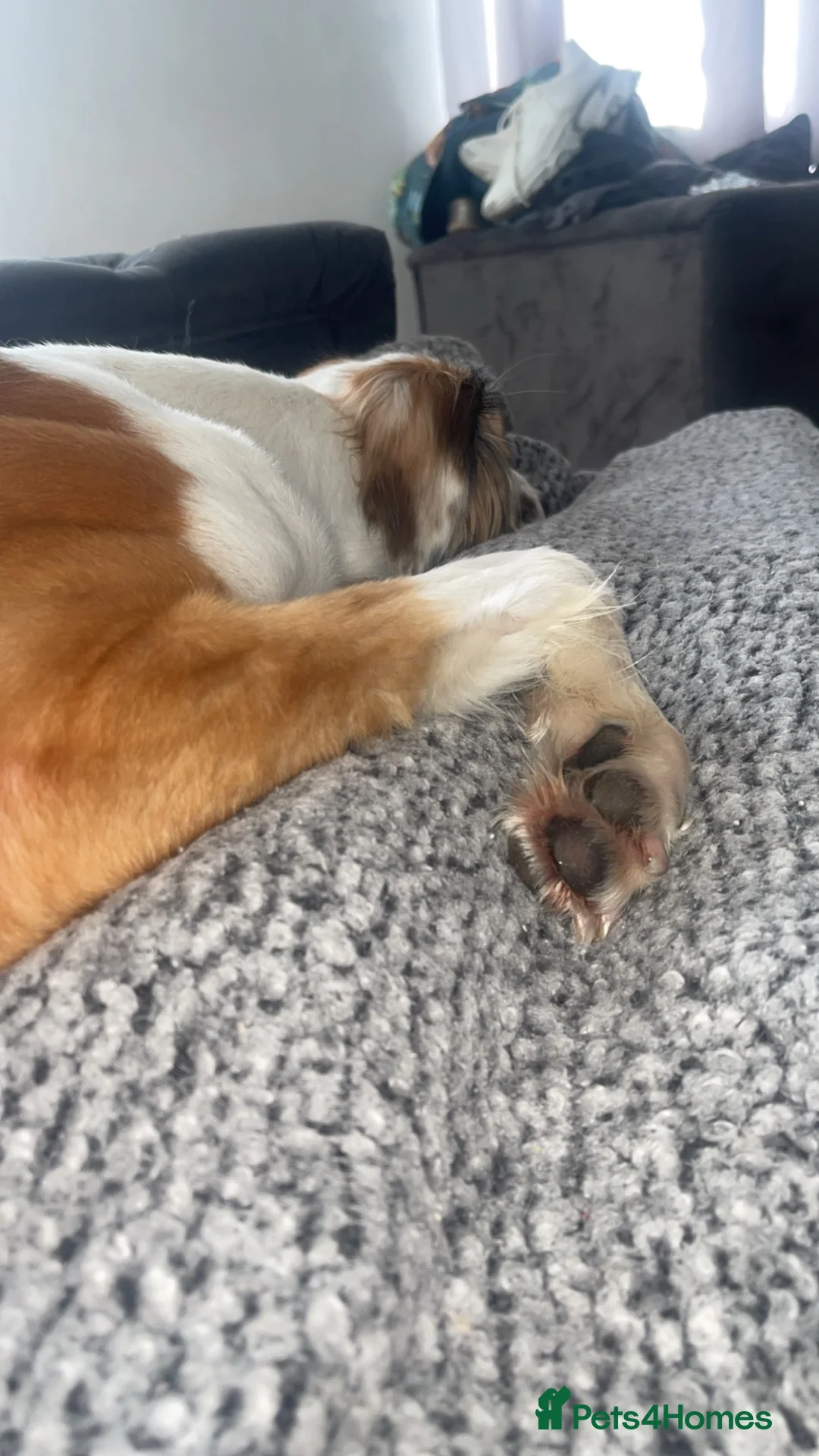 Mixed Breed dogs for sale: Femaile saluki greyhound  in Ferryhill - Advert 2