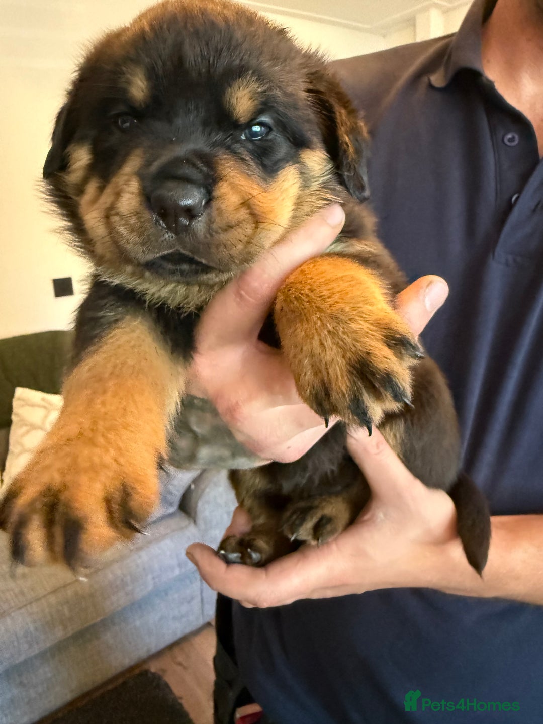 Rottweiler dogs for sale: Rottweiler puppies  - Image 6