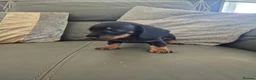 Miniature Dachshund dogs for sale: Dachshund pups - ready next week - Advert 9