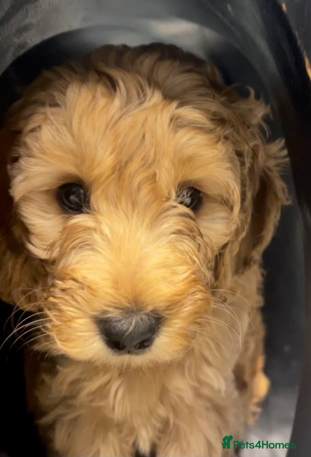 Cockapoo dogs for sale: Blond Boy Cockapoos looking for home - Advert 10